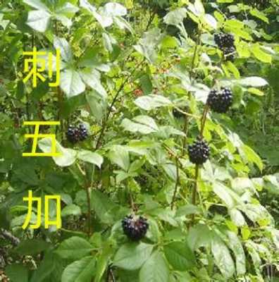 刺五加哪里的好(刺五加哪个地方的好)-第2张图片-厨房小当家 刺五加哪里的好(刺五加哪个地方的好)-第2张图片-厨房小当家
