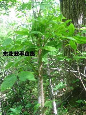 刺五加哪里的好(刺五加哪个地方的好)-第1张图片-厨房小当家 刺五加哪里的好(刺五加哪个地方的好)-第1张图片-厨房小当家