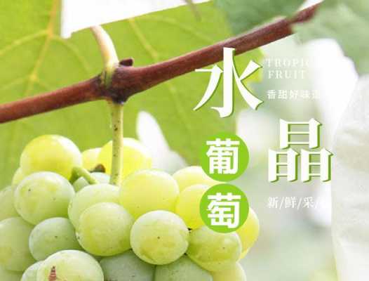 水晶葡萄哪里最正宗,水晶葡萄哪里有卖-第2张图片-厨房小当家 水晶葡萄哪里最正宗,水晶葡萄哪里有卖-第2张图片-厨房小当家