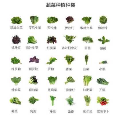 几种可以榨汁的蔬菜,哪里蔬菜可以榨汁喝-第1张图片-厨房小当家 几种可以榨汁的蔬菜,哪里蔬菜可以榨汁喝-第1张图片-厨房小当家