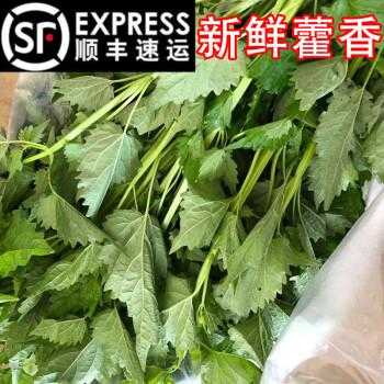 藿香叶子能冷冻保存吗,藿香叶哪里买的到-第1张图片-厨房小当家 藿香叶子能冷冻保存吗,藿香叶哪里买的到-第1张图片-厨房小当家