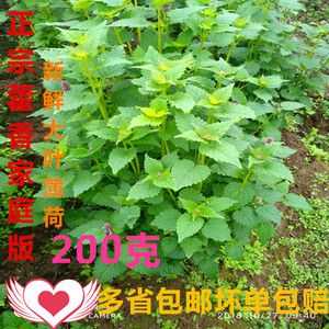 藿香叶子能冷冻保存吗,藿香叶哪里买的到-第3张图片-厨房小当家 藿香叶子能冷冻保存吗,藿香叶哪里买的到-第3张图片-厨房小当家