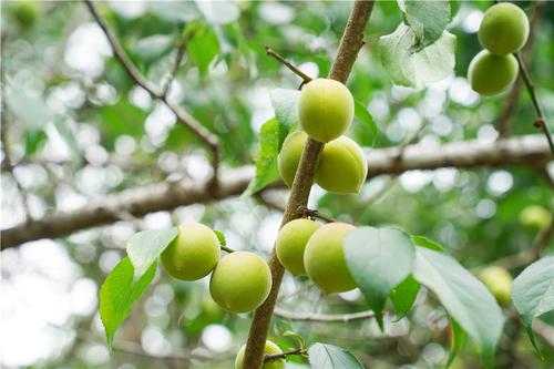广东哪里产青梅(青梅适合哪里种植)-第3张图片-厨房小当家 广东哪里产青梅(青梅适合哪里种植)-第3张图片-厨房小当家