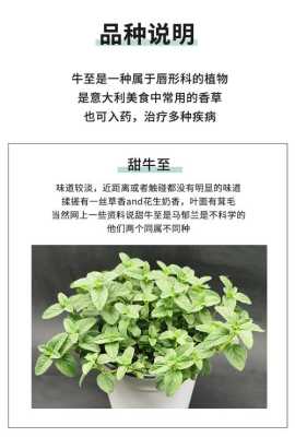 牛至香酚是什么,牛至叶怎么食用-第2张图片-厨房小当家 牛至香酚是什么,牛至叶怎么食用-第2张图片-厨房小当家