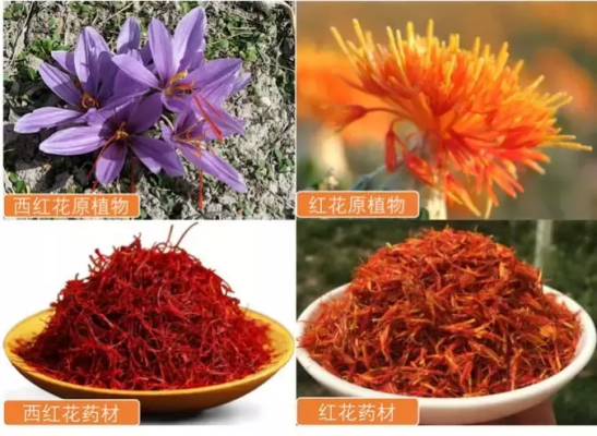 哪里的藏红花最好,西红花哪里的最好吃-第1张图片-厨房小当家 哪里的藏红花最好,西红花哪里的最好吃-第1张图片-厨房小当家