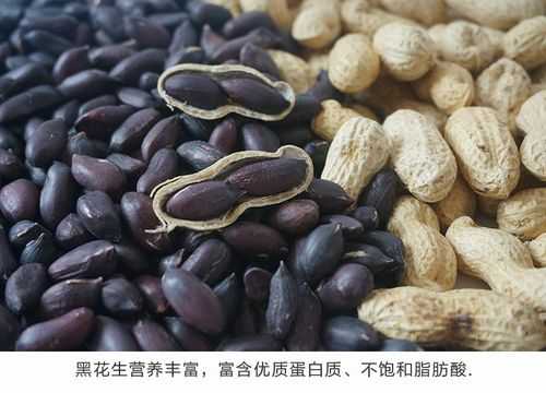 哪里有种黑花生?哪里的最好吃,哪里的黑花生好吃-第3张图片-厨房小当家 哪里有种黑花生?哪里的最好吃,哪里的黑花生好吃-第3张图片-厨房小当家