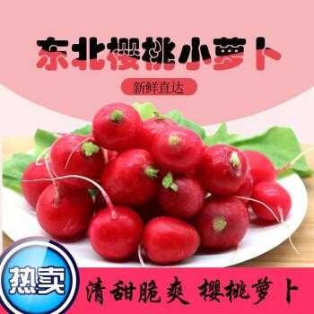 樱桃萝卜哪里有卖(樱桃萝卜最贵的价格是多少)-第2张图片-厨房小当家 樱桃萝卜哪里有卖(樱桃萝卜最贵的价格是多少)-第2张图片-厨房小当家