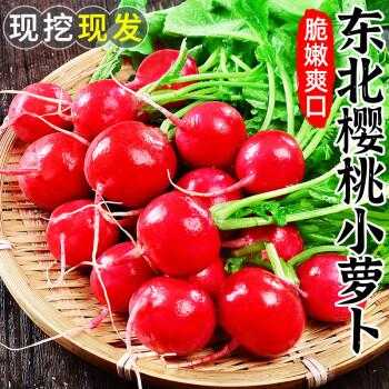 樱桃萝卜哪里有卖(樱桃萝卜最贵的价格是多少)-第3张图片-厨房小当家 樱桃萝卜哪里有卖(樱桃萝卜最贵的价格是多少)-第3张图片-厨房小当家