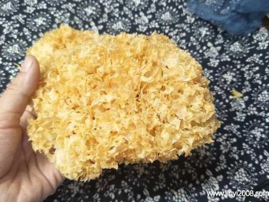 银耳棒哪里有卖(银耳棒哪里有卖的)-第2张图片-厨房小当家 银耳棒哪里有卖(银耳棒哪里有卖的)-第2张图片-厨房小当家