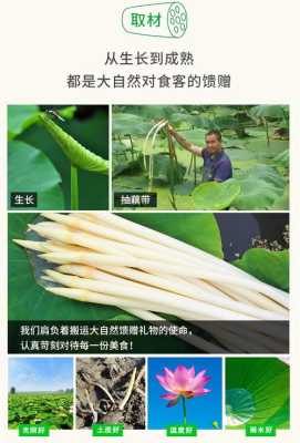 藕带长在哪里(藕带长不长还细怎么原因)-第3张图片-厨房小当家 藕带长在哪里(藕带长不长还细怎么原因)-第3张图片-厨房小当家