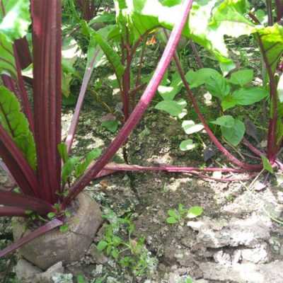 甜菜头哪里有卖(南方可以种植甜菜头吗)-第1张图片-厨房小当家 甜菜头哪里有卖(南方可以种植甜菜头吗)-第1张图片-厨房小当家