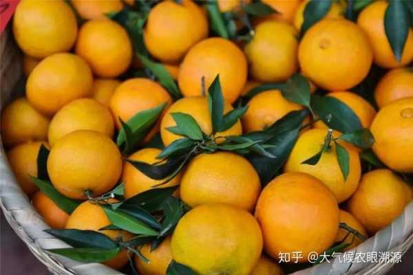 中国哪里的橙子好吃(中国哪里的橙子好吃又甜)-第2张图片-厨房小当家 中国哪里的橙子好吃(中国哪里的橙子好吃又甜)-第2张图片-厨房小当家