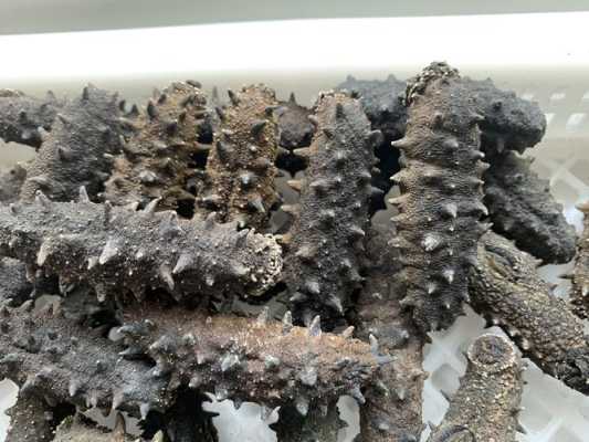 海参的产地哪里最好(海参的产地哪里最好白与黑的区别)-第2张图片-厨房小当家 海参的产地哪里最好(海参的产地哪里最好白与黑的区别)-第2张图片-厨房小当家