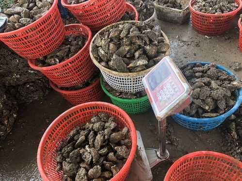 福建生蚝,批发,厦门哪里卖生蚝便宜-第3张图片-厨房小当家 福建生蚝,批发,厦门哪里卖生蚝便宜-第3张图片-厨房小当家