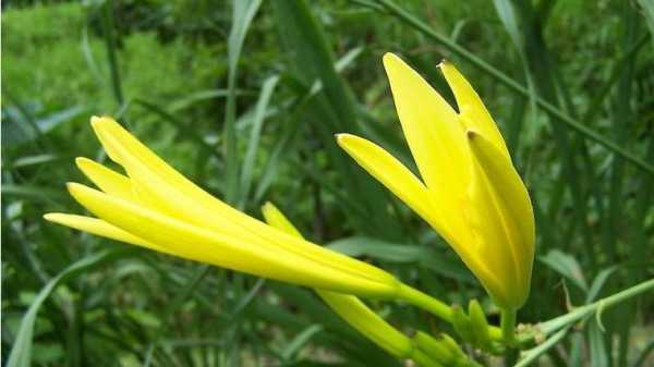 黄花菜哪里有毒(黄花菜为什么特别的难吃)-第2张图片-厨房小当家 黄花菜哪里有毒(黄花菜为什么特别的难吃)-第2张图片-厨房小当家