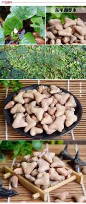 菱角米哪里有卖(干菱角米怎么)-第2张图片-厨房小当家 菱角米哪里有卖(干菱角米怎么)-第2张图片-厨房小当家