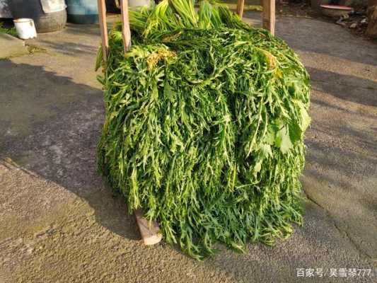 梅干菜长在哪里(梅干菜长在哪里的)-第3张图片-厨房小当家 梅干菜长在哪里(梅干菜长在哪里的)-第3张图片-厨房小当家