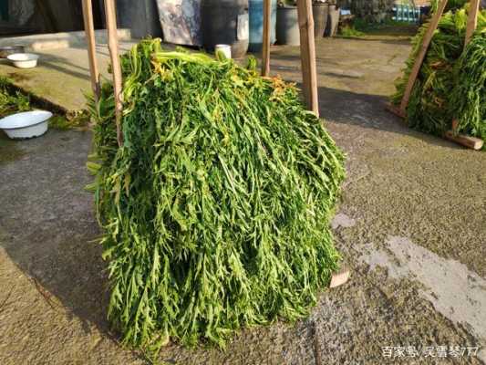 梅干菜长在哪里(梅干菜长在哪里的)-第2张图片-厨房小当家 梅干菜长在哪里(梅干菜长在哪里的)-第2张图片-厨房小当家