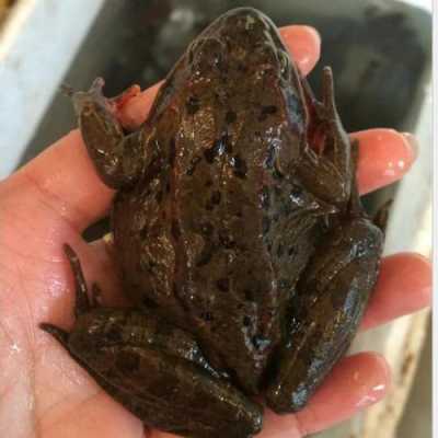 林蛙最好的产地,哪里的林蛙最好吃-第2张图片-厨房小当家 林蛙最好的产地,哪里的林蛙最好吃-第2张图片-厨房小当家