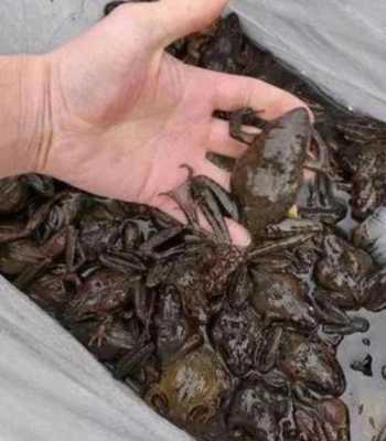 林蛙最好的产地,哪里的林蛙最好吃-第3张图片-厨房小当家 林蛙最好的产地,哪里的林蛙最好吃-第3张图片-厨房小当家