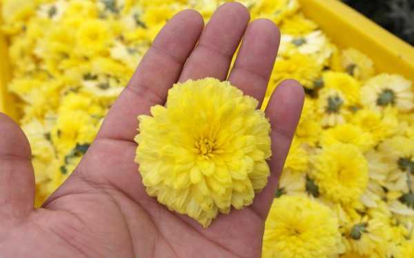 哪里的怀菊花最好(菊花的产地是哪里最好)-第1张图片-厨房小当家 哪里的怀菊花最好(菊花的产地是哪里最好)-第1张图片-厨房小当家