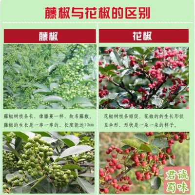 哪里的麻椒花椒最麻最香,哪里的花椒最好吃最出名-第1张图片-厨房小当家 哪里的麻椒花椒最麻最香,哪里的花椒最好吃最出名-第1张图片-厨房小当家