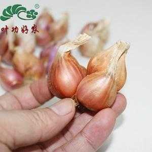 干葱头哪里有卖（干葱头哪里有卖的）-第1张图片-厨房小当家