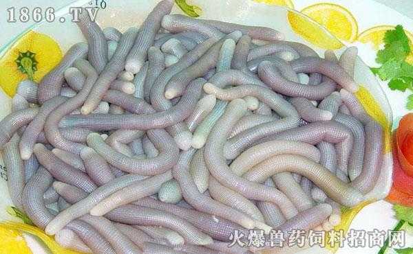 沙虫哪里产的最好,沙虫生长在哪里?-第1张图片-厨房小当家 沙虫哪里产的最好,沙虫生长在哪里?-第1张图片-厨房小当家
