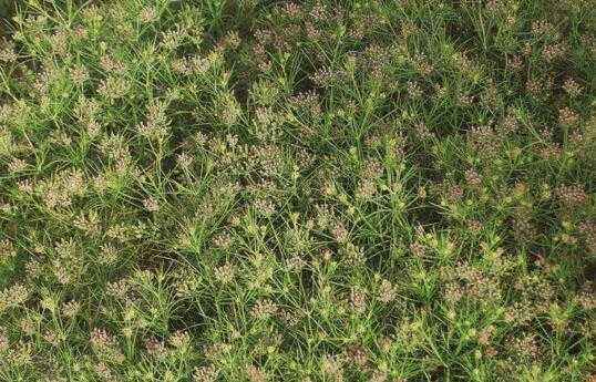 孜然产地产量分布,孜然产地在哪里最好-第1张图片-厨房小当家