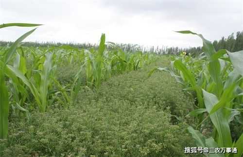 孜然产地产量分布,孜然产地在哪里最好-第3张图片-厨房小当家