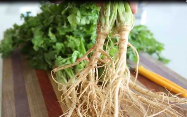 香菜粉哪里有卖的(香菜粉哪里有卖的)-第3张图片-厨房小当家 香菜粉哪里有卖的(香菜粉哪里有卖的)-第3张图片-厨房小当家