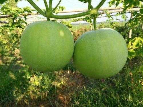 香芋冬瓜是哪里的(香芋冬瓜的种植方法)-第1张图片-厨房小当家 香芋冬瓜是哪里的(香芋冬瓜的种植方法)-第1张图片-厨房小当家