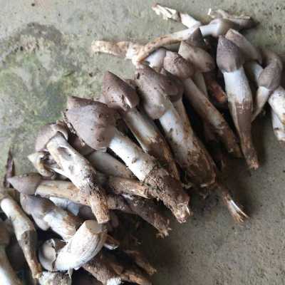 鸡枞菌种子哪里有(什么是鸡枞菌的菌种)-第1张图片-厨房小当家 鸡枞菌种子哪里有(什么是鸡枞菌的菌种)-第1张图片-厨房小当家