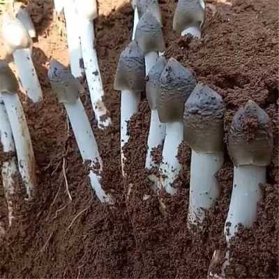 鸡枞菌种子哪里有(什么是鸡枞菌的菌种)-第3张图片-厨房小当家 鸡枞菌种子哪里有(什么是鸡枞菌的菌种)-第3张图片-厨房小当家