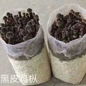 鸡枞菌种子哪里有(什么是鸡枞菌的菌种)-第2张图片-厨房小当家 鸡枞菌种子哪里有(什么是鸡枞菌的菌种)-第2张图片-厨房小当家