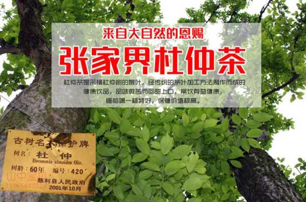 杜仲茶哪里的好(杜仲茶哪里的好)-第1张图片-厨房小当家 杜仲茶哪里的好(杜仲茶哪里的好)-第1张图片-厨房小当家