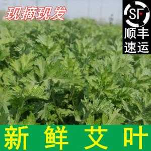 新鲜的艾叶哪里有卖(新鲜的艾叶哪里有卖的)-第3张图片-厨房小当家 新鲜的艾叶哪里有卖(新鲜的艾叶哪里有卖的)-第3张图片-厨房小当家