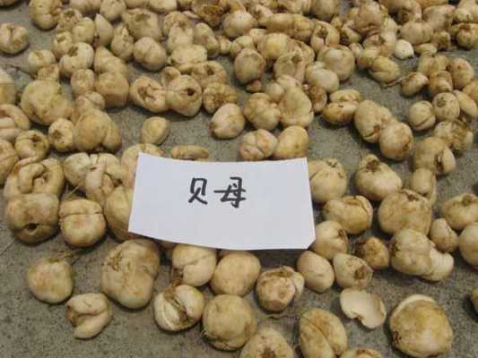 川贝母哪里的好(贝母哪个产地的最好)-第2张图片-厨房小当家 川贝母哪里的好(贝母哪个产地的最好)-第2张图片-厨房小当家