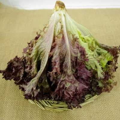 丹尼斯超市新鲜进口超市有没有紫叶生菜,紫叶生菜哪里有卖的-第2张图片-厨房小当家 丹尼斯超市新鲜进口超市有没有紫叶生菜,紫叶生菜哪里有卖的-第2张图片-厨房小当家