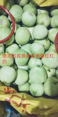 珍珠瓜怎么做好吃,哪里有卖珍珠瓜的地方-第2张图片-厨房小当家 珍珠瓜怎么做好吃,哪里有卖珍珠瓜的地方-第2张图片-厨房小当家