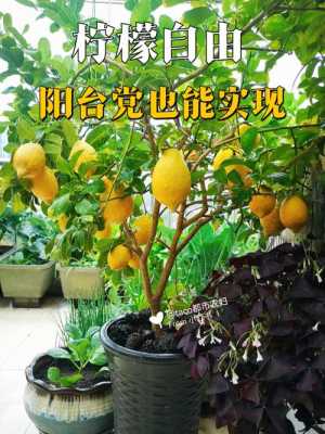 柠檬树适合哪里种植,柠檬适合在哪里种植呢-第1张图片-厨房小当家 柠檬树适合哪里种植,柠檬适合在哪里种植呢-第1张图片-厨房小当家