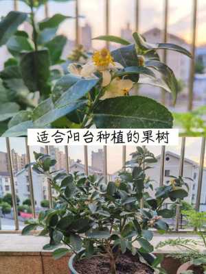 柠檬树适合哪里种植,柠檬适合在哪里种植呢-第2张图片-厨房小当家 柠檬树适合哪里种植,柠檬适合在哪里种植呢-第2张图片-厨房小当家