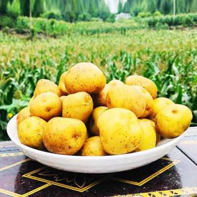 小土豆利润怎么样(小土豆利润怎么样啊)-第1张图片-厨房小当家 小土豆利润怎么样(小土豆利润怎么样啊)-第1张图片-厨房小当家