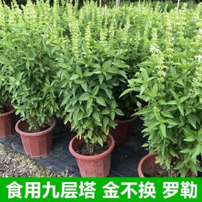 九层塔叶哪里有卖(九层塔叶子是什么)-第2张图片-厨房小当家 九层塔叶哪里有卖(九层塔叶子是什么)-第2张图片-厨房小当家