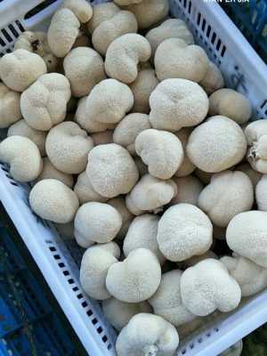 哪里有新鲜的猴头菇卖(哪里有新鲜的猴头菇卖啊)-第2张图片-厨房小当家 哪里有新鲜的猴头菇卖(哪里有新鲜的猴头菇卖啊)-第2张图片-厨房小当家