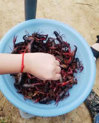 杭州乔司哪里可以钓龙虾,杭州哪家小龙虾好吃-第2张图片-厨房小当家 杭州乔司哪里可以钓龙虾,杭州哪家小龙虾好吃-第2张图片-厨房小当家