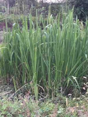 哪里茭白最好(福建茭白产地)-第2张图片-厨房小当家 哪里茭白最好(福建茭白产地)-第2张图片-厨房小当家