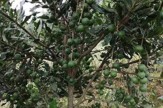 夏威夷果长哪里(夏威夷果长在什么地方?)-第2张图片-厨房小当家 夏威夷果长哪里(夏威夷果长在什么地方?)-第2张图片-厨房小当家