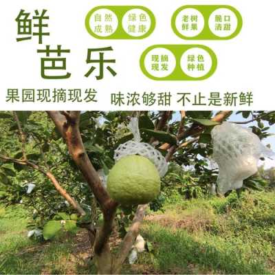 番石榴产自哪里（番石榴产地在哪）-第3张图片-厨房小当家