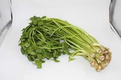 兔子吃水芹菜吗,水芹菜吃哪里的好-第2张图片-厨房小当家 兔子吃水芹菜吗,水芹菜吃哪里的好-第2张图片-厨房小当家